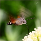 Moro-Sphinx- Auteur : JPF