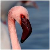 Flamant Rose - Auteur: Christine