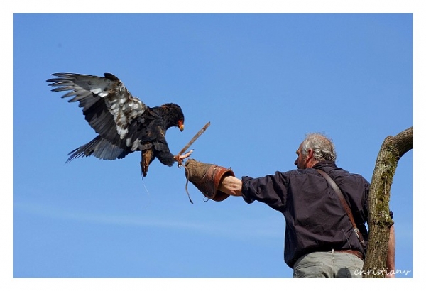 Aigle Bateleur - Auteur : Christianv