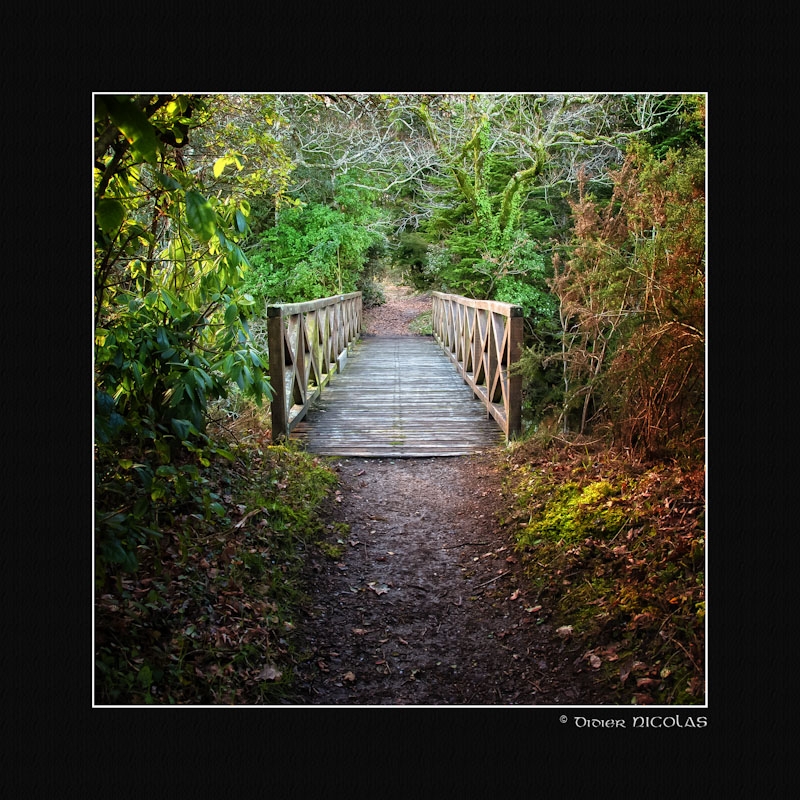 La passerelle - Auteur: Padiyan