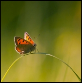 Arche a papillon - Auteur: Yanis