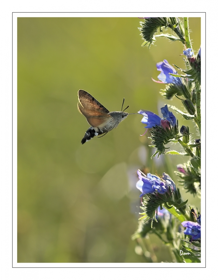 Moro-Sphinx - Auteur : Dom42