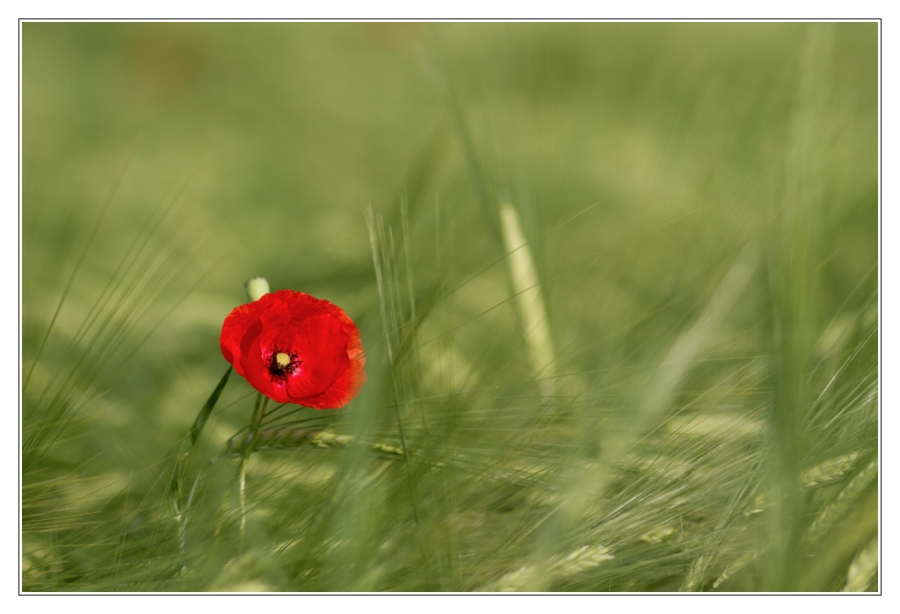 Coquelicot - Auteur : Buck