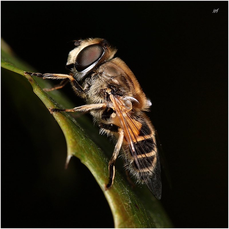 L'abeille - Auteur : jpf