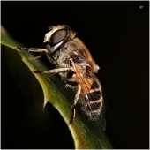 L'abeille - Auteur : jpf