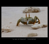 Auteur: Nutrafruit