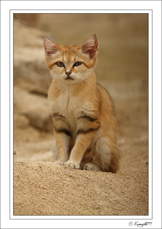 Chat des sables - Auteur : Kaouette77