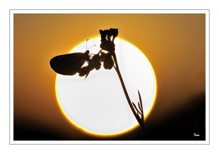 Concours de Avril 2011 - [Coucher de soleil] - Auteur : DOM42
