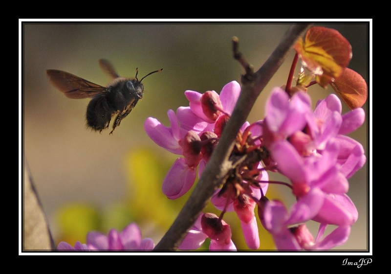 Concours d'Avril 2012- [Vive le Printemps] - Auteur : Maupertuis