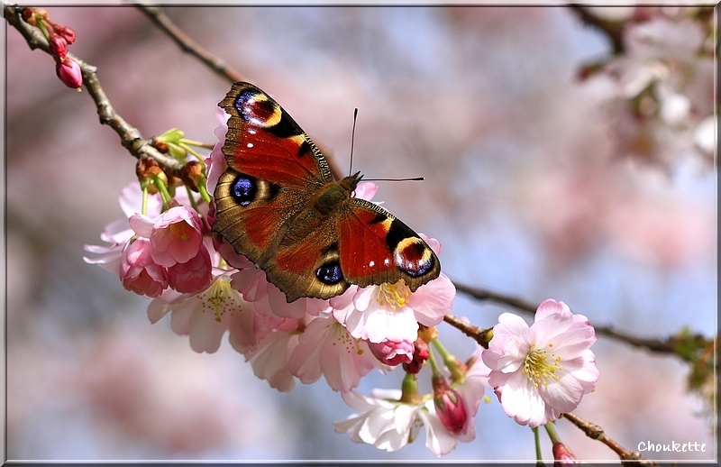 Concours De Mars 08 - Thème Libre - Auteur : Choukette
