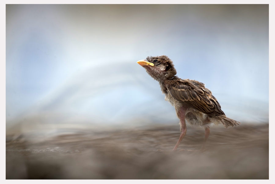 Concours de Juin 2016 Thème libre - Auteur: f photo 1